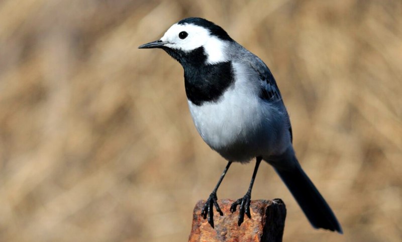 Motacilla aguimp
