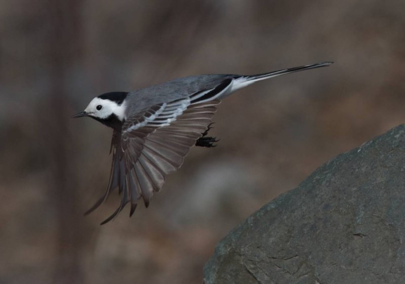 Белая трясогузка (Motacilla Alba)