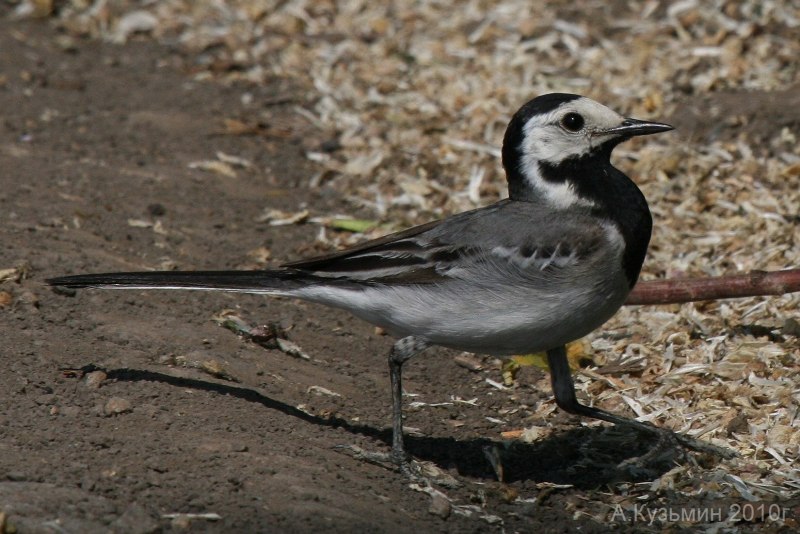 Белая трясогузка (Motacilla Alba)