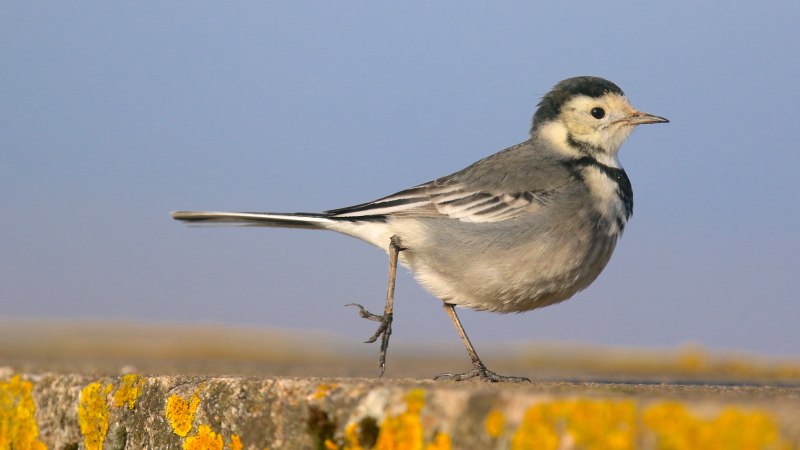 Белая трясогузка (Motacilla Alba)