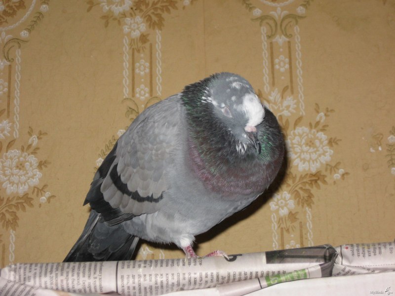 Голуби спят стоя