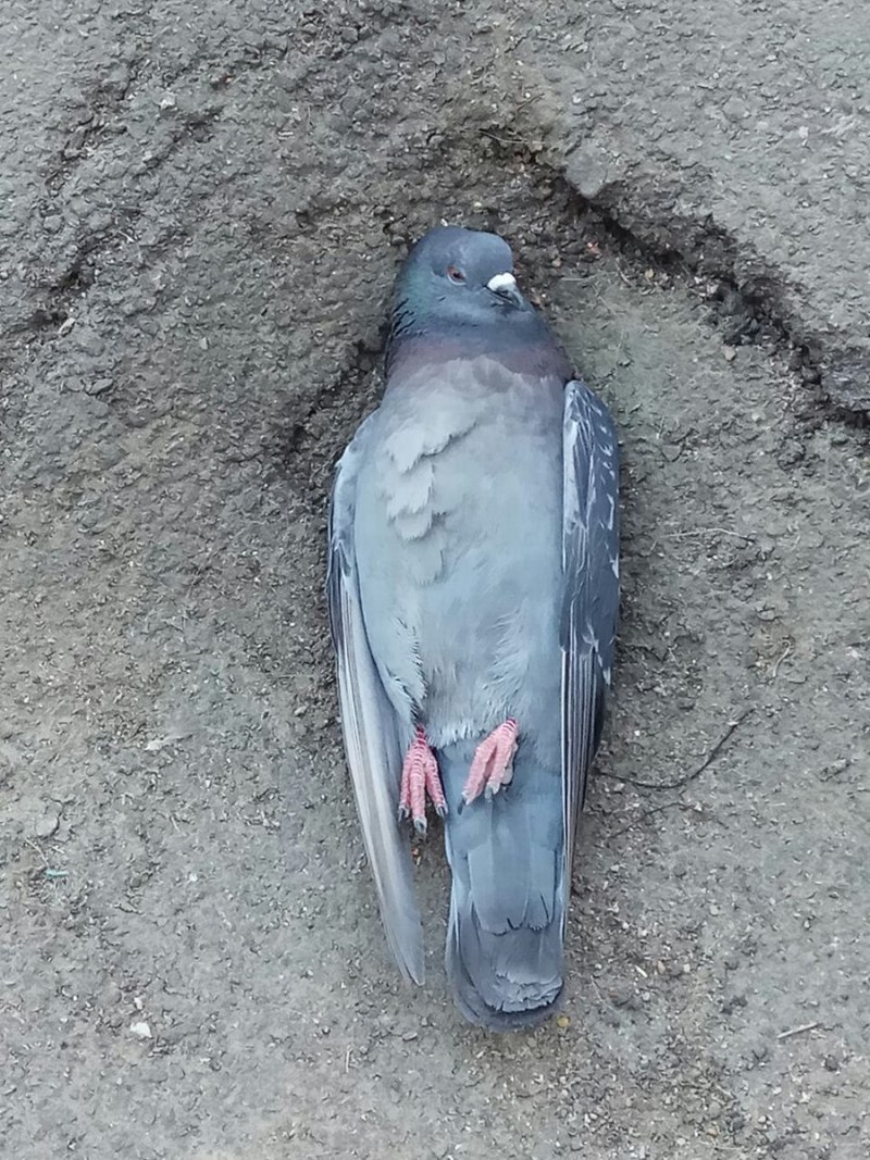 Голубь лежит на животе