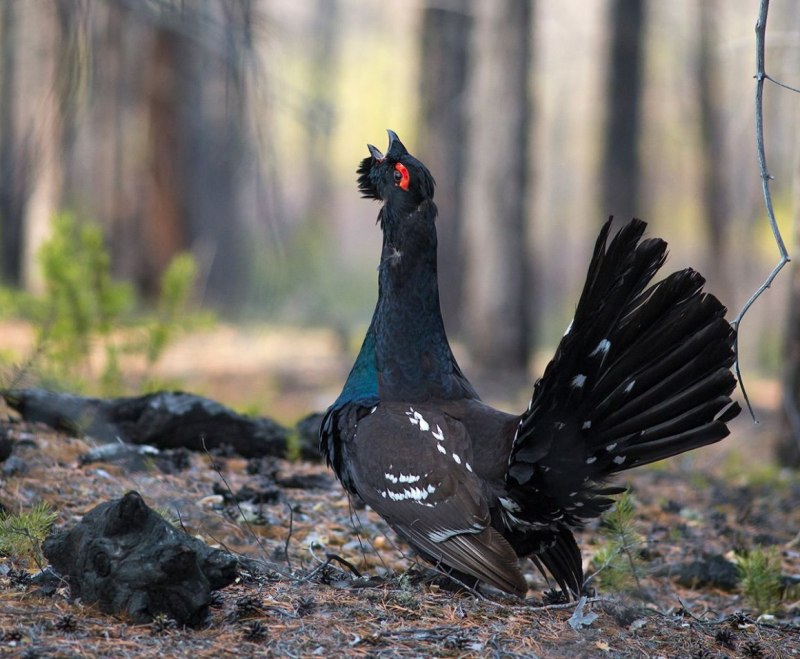 Тетеревиные Tetraonidae