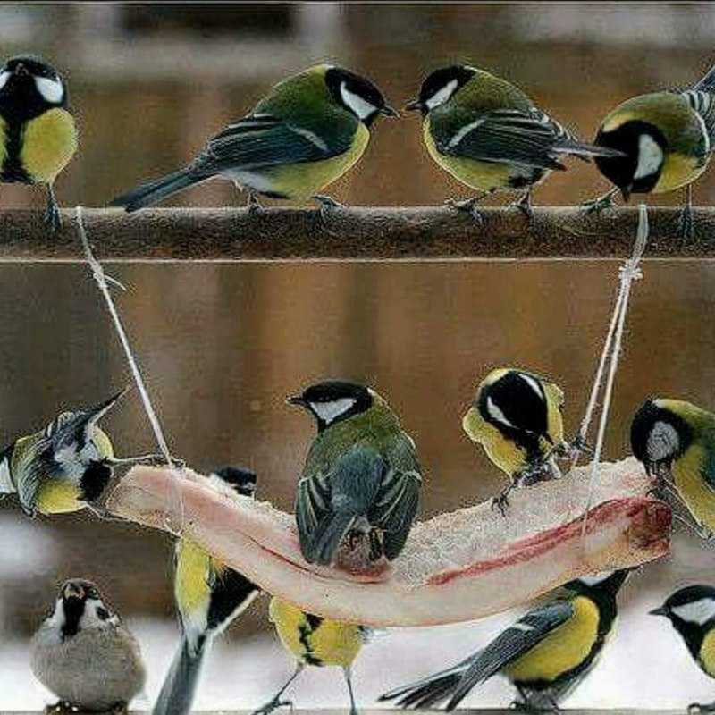 Кормушка для синиц