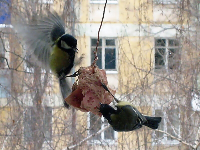 Кормушка для синиц на балконе