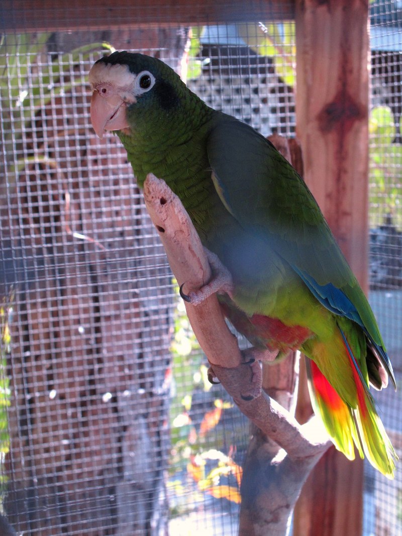 Alphabet pictures Parrots