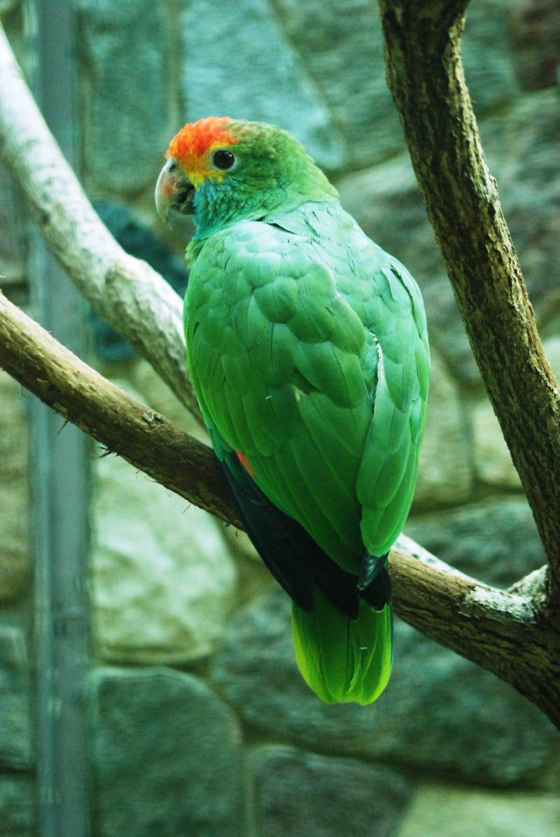 Кубинский Амазон
