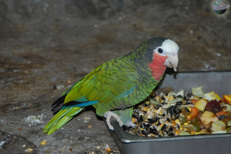 Лысый кубинский Амазон
