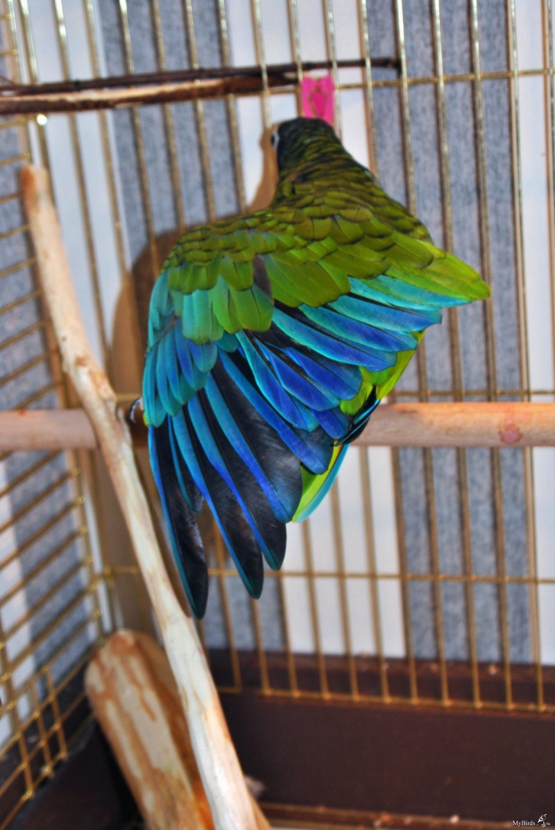 Red-Browed Amazon