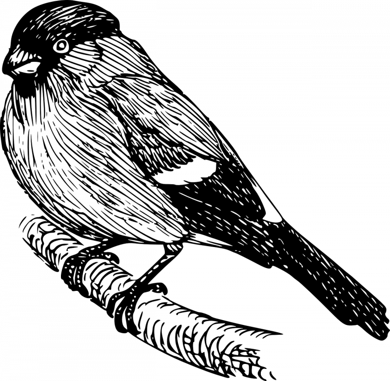 Снегирь Графика