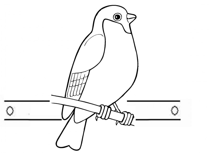 Ветка рябины рисунок