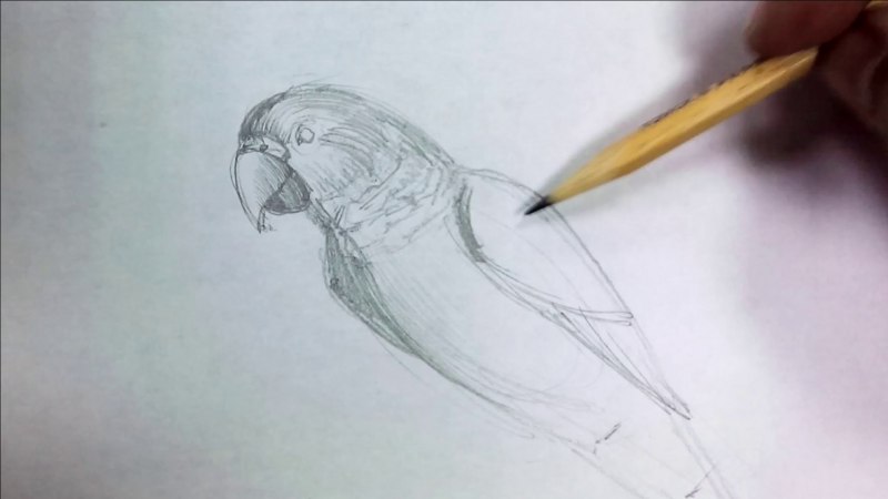 Рисовать попугая