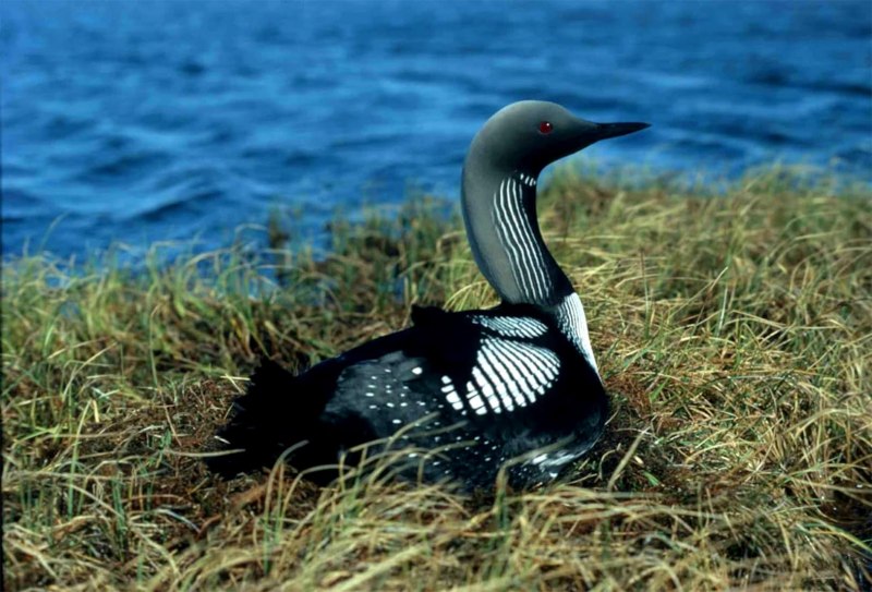 Гагара чернозобая (Gavia Arctica)