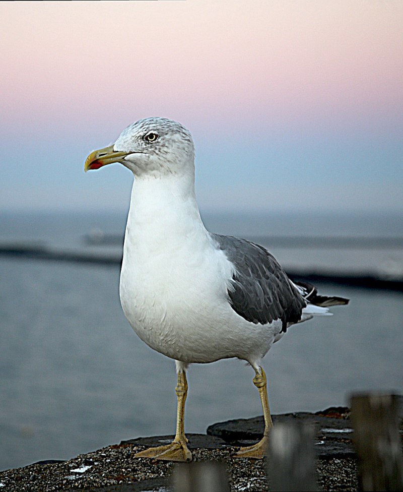 Чайка Larus