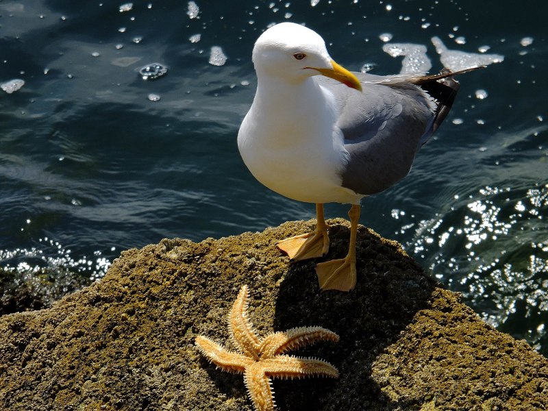 Чайка Seagull