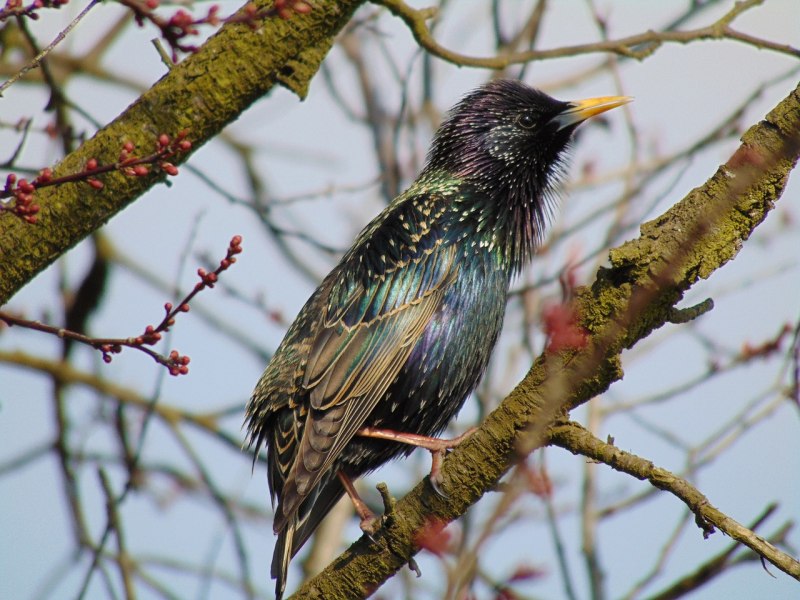 Starling птица