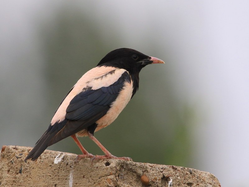 Sturnus roseus