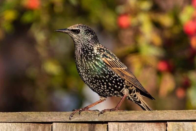Stare Vogel