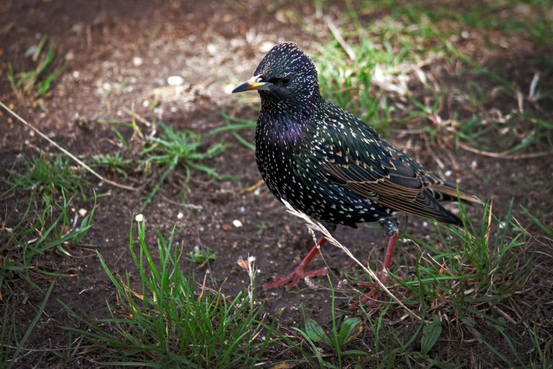 Брахманский скворец (Sturnus pagodarum)