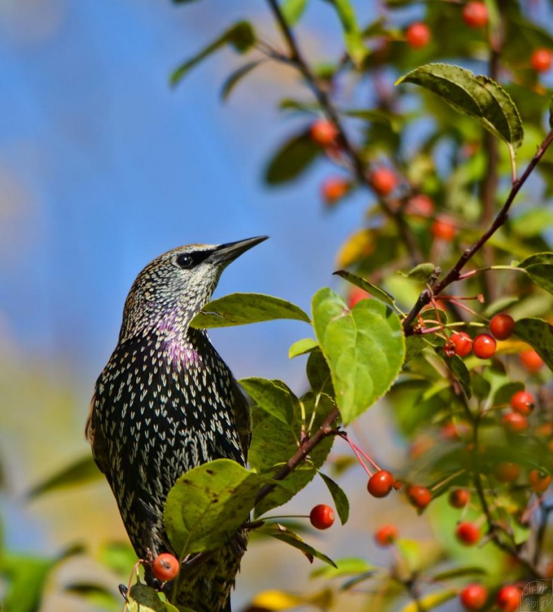 Common Starling Sturnus vulgaris