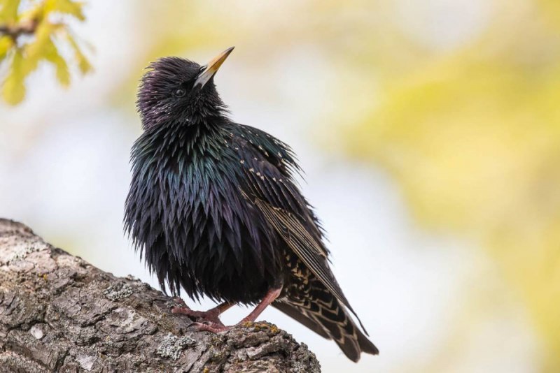 Sturnus vulgaris