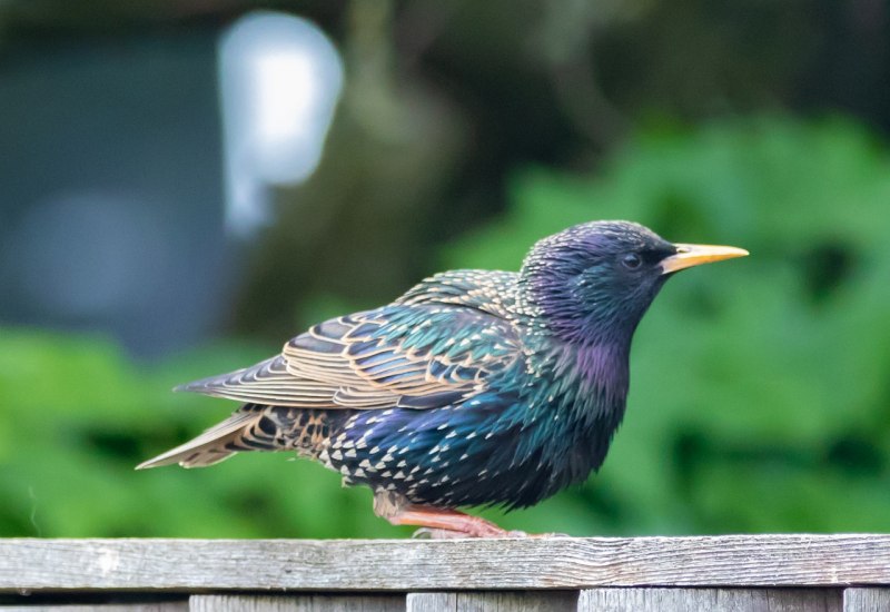 Starling Hub