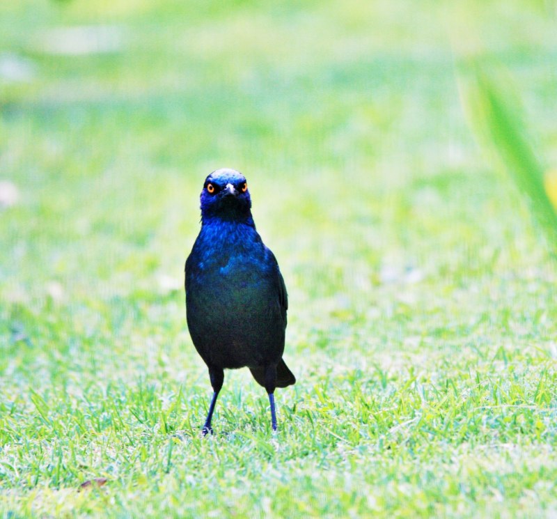 Sturnus vulgaris
