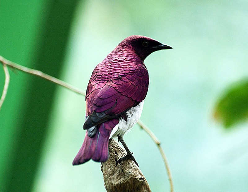 Golden-breasted Starling