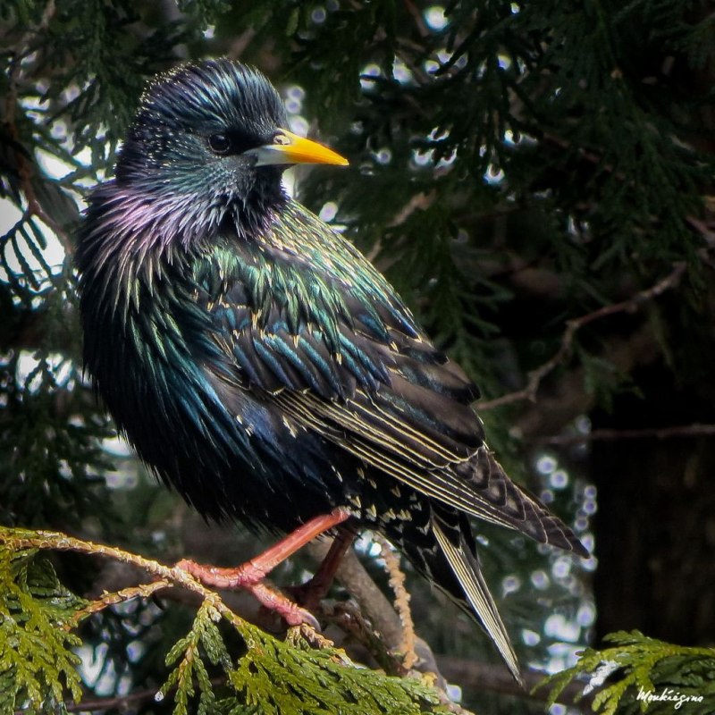 Golden-breasted Starling