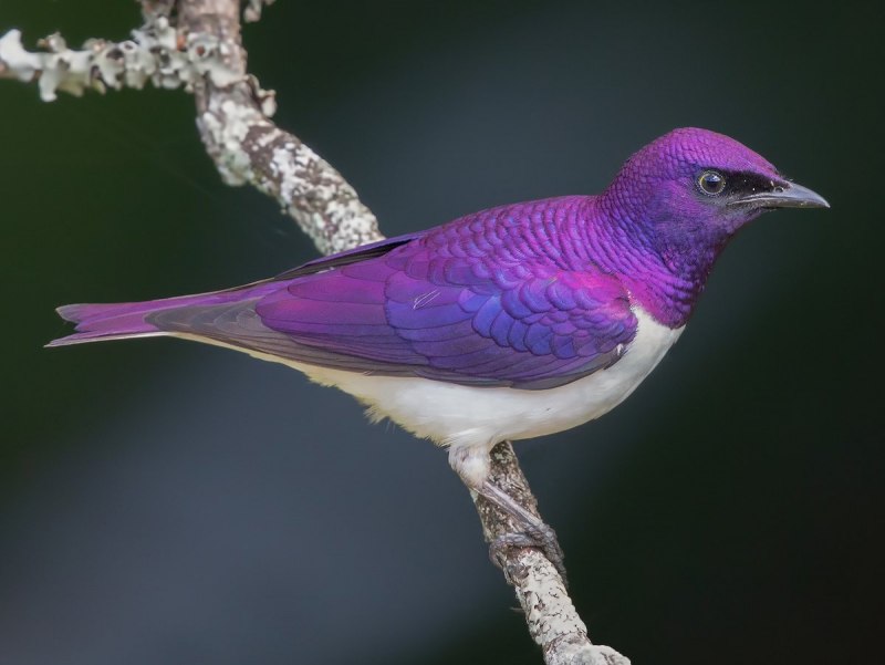 Sturnus roseus птица