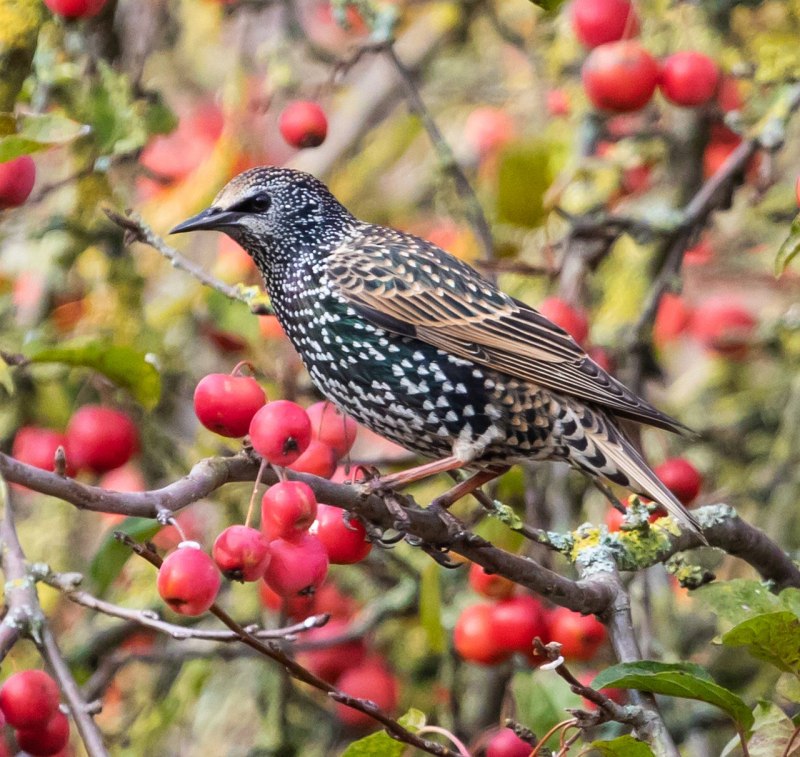 Starling птица