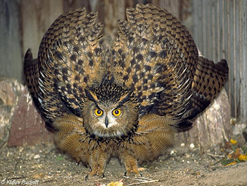European Bubo Bubo