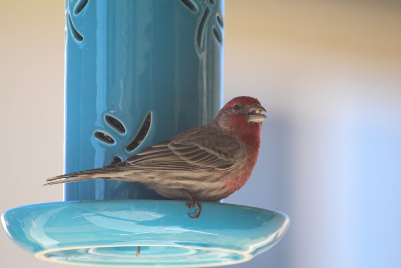 Зяблик (fringilla COELEBS)