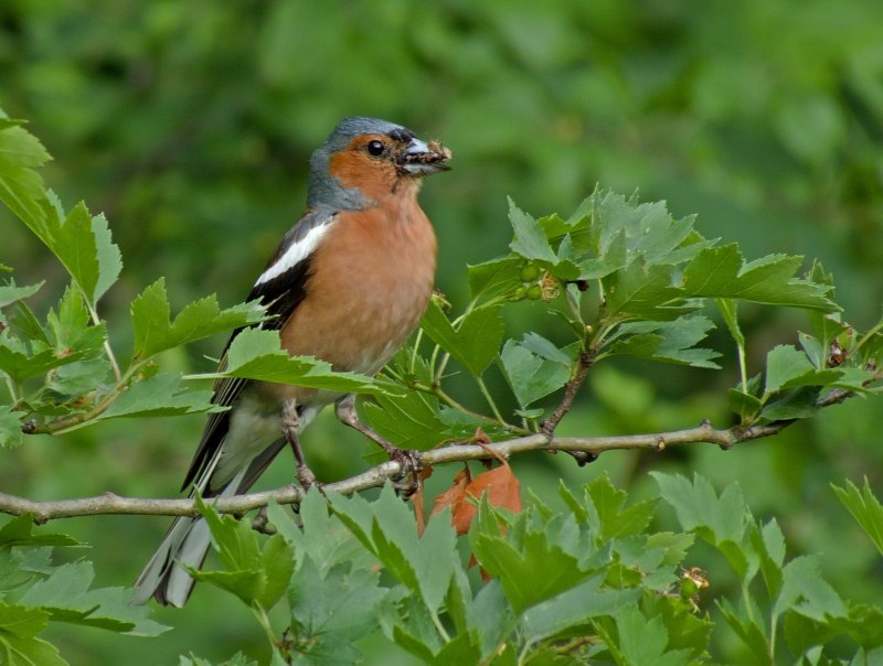 Fringilla teydea