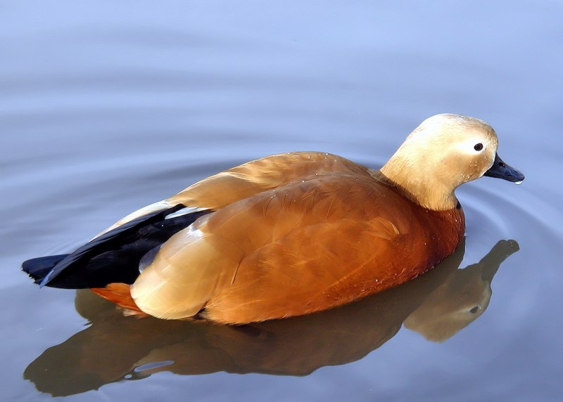Ruddy Shelduck