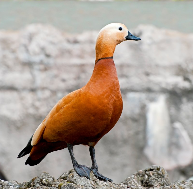 Огарь Tadorna ferruginea