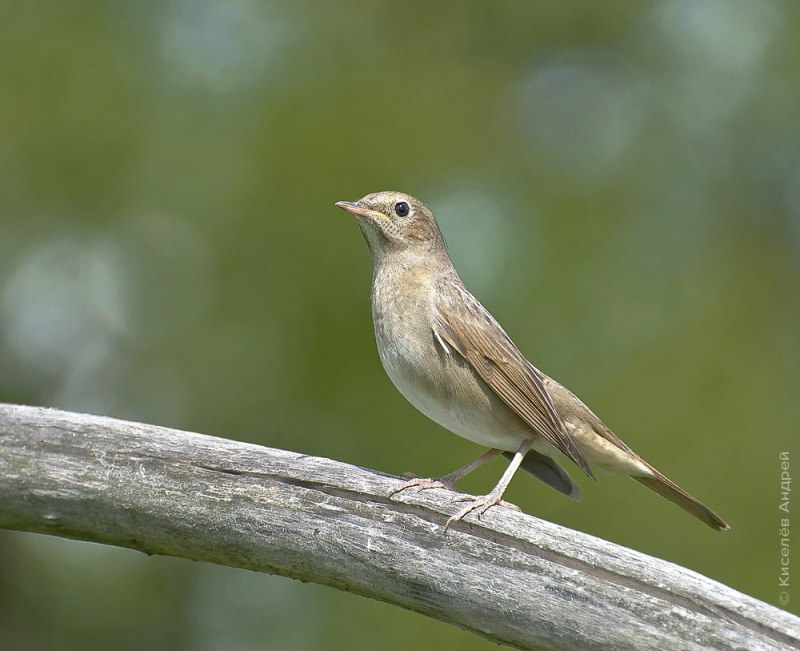 Luscinia Luscinia