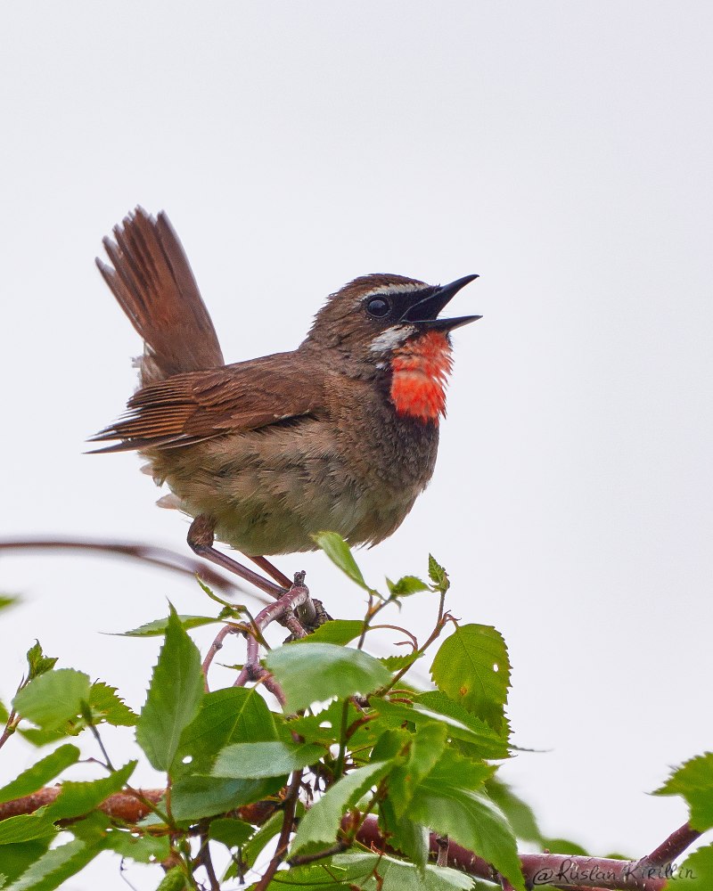 Соловей Южный (Luscinia megarhynchos)