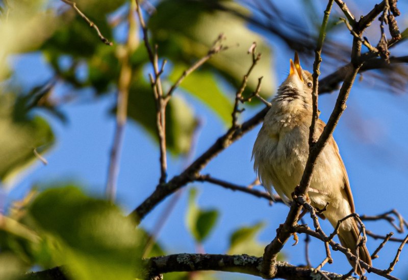 The Thrush Nightingale (Luscinia Luscinia)