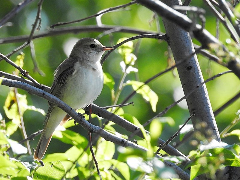 Luscinia Luscinia Thrush Nightingale вечер Луна