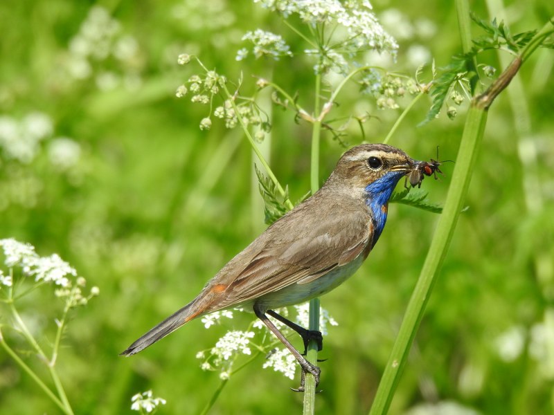 Обыкновенная горихвостка (Phoenicurus Phoenicurus)