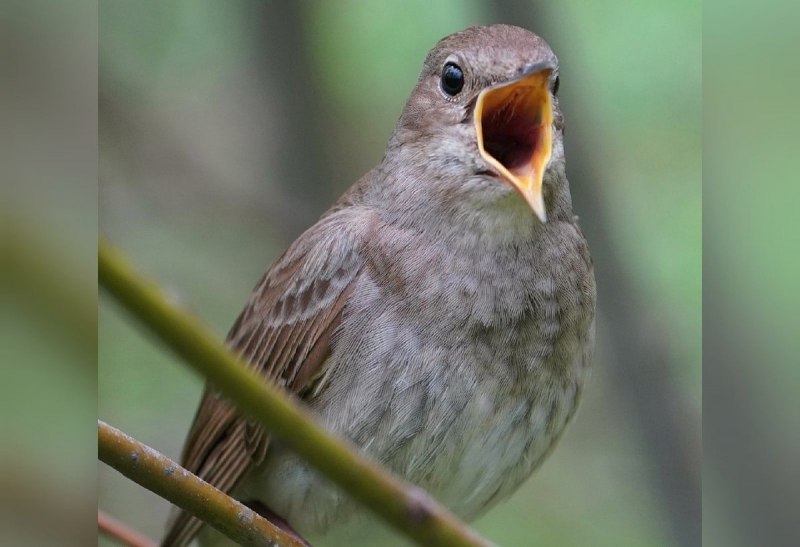 Соловей-красношейка Luscinia Calliope