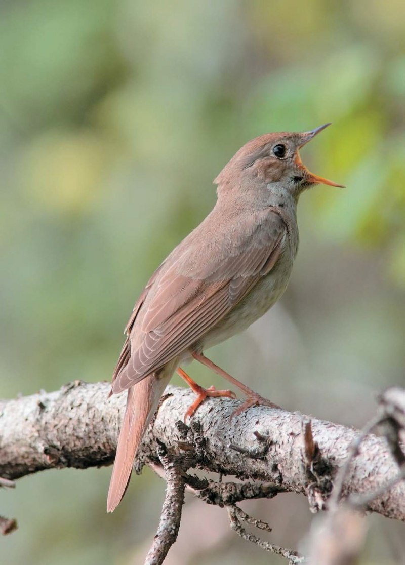Luscinia Luscinia