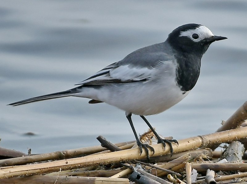Motacilla aguimp