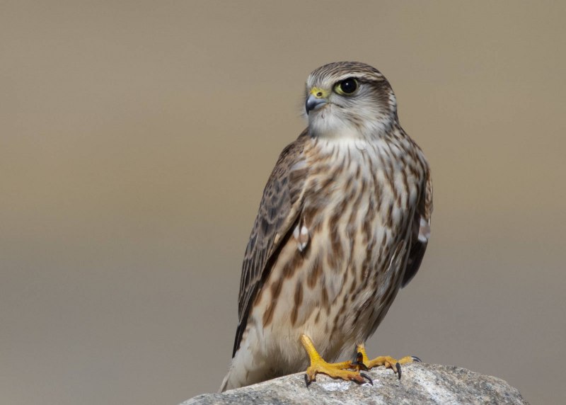 Falco columbarius