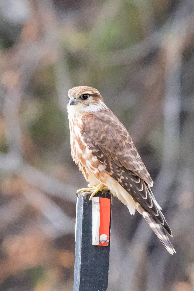 Дербник (Falco columbarius)