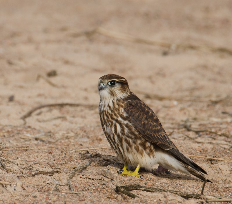 Дербник (Falco columbarius)