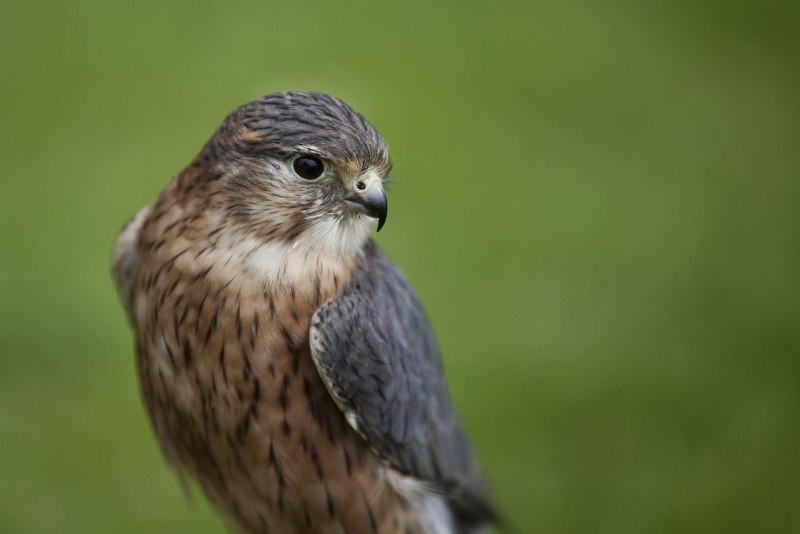 Дербник (Falco columbarius)