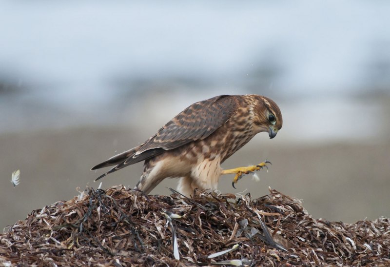 Дербник (Falco columbarius)