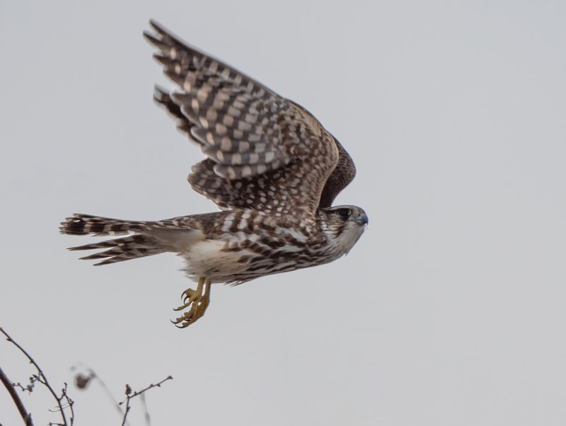 Дербник (Falco columbarius)